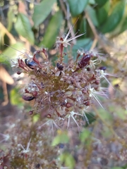 Hirtella glandulosa