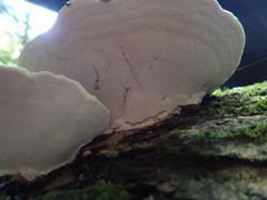Ganoderma applanatum image