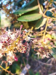 Hirtella glandulosa
