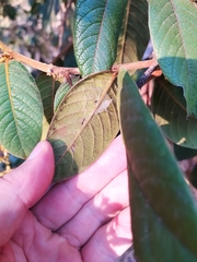 Hirtella glandulosa