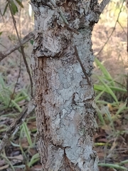 Hirtella glandulosa