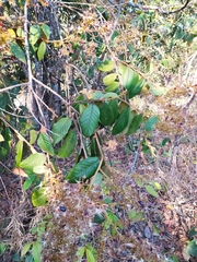 Hirtella glandulosa