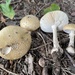 Poison Champagne Amanita - Photo (c) Christian Schwarz, some rights reserved (CC BY-NC), uploaded by Christian Schwarz