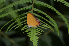 Heliophorini