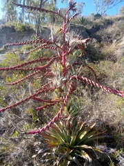 Tillandsia secunda