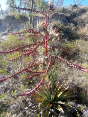 Tillandsia secunda