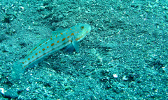 Valenciennea puellaris