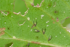 Sarucallis kahawaluokalani