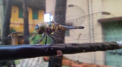 Brachydiplax chalybea