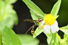 Phimenes flavopictus flavopictus