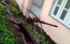 Brachydiplax chalybea