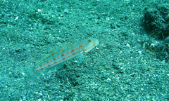 Valenciennea puellaris