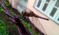 Brachydiplax chalybea