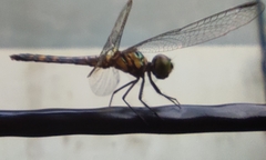 Brachydiplax chalybea