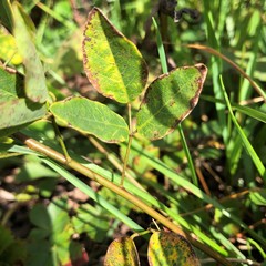 Desmodium marilandicum