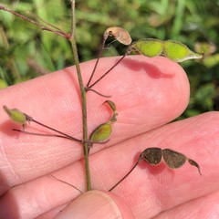 Desmodium marilandicum