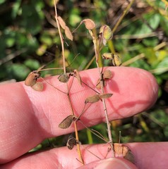 Desmodium marilandicum