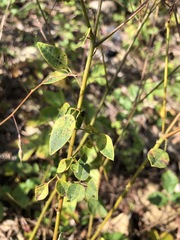 Desmodium marilandicum