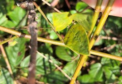 Desmodium marilandicum