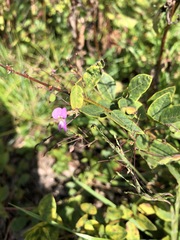 Desmodium marilandicum