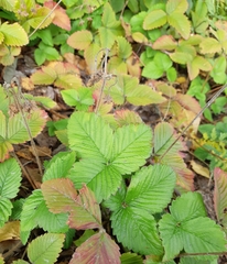 Fragaria moschata