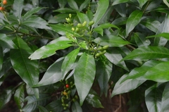 Rauvolfia verticillata