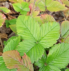 Fragaria moschata