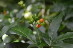 Rauvolfia verticillata