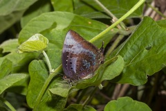 Arhopala micale
