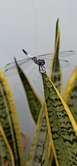 Brachydiplax