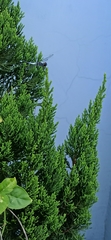 Brachydiplax