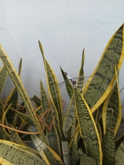 Brachydiplax
