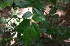Celtis timorensis