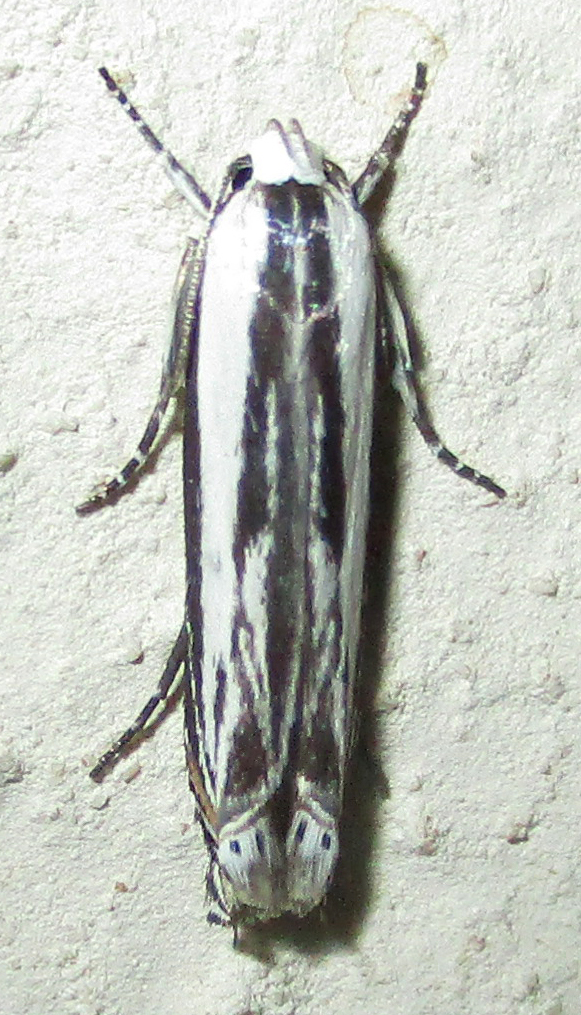 Polyhymno furcatella