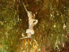 Facelina rubrovittata