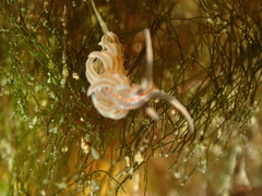 Facelina rubrovittata