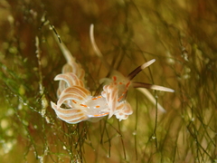 Facelina rubrovittata