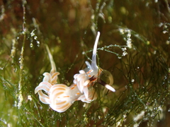 Facelina rubrovittata