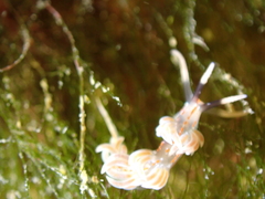 Facelina rubrovittata