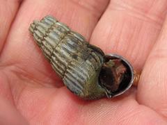 Cerithidea decollata