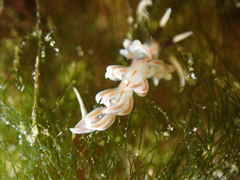 Facelina rubrovittata