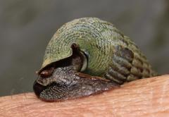 Cerithidea decollata