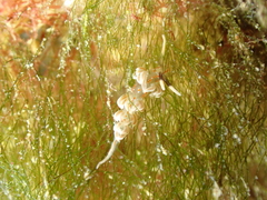 Facelina rubrovittata
