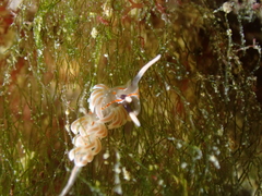 Facelina rubrovittata