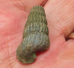 Cerithidea decollata