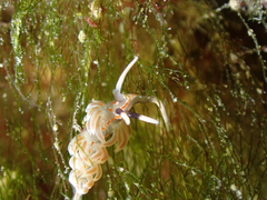 Facelina rubrovittata