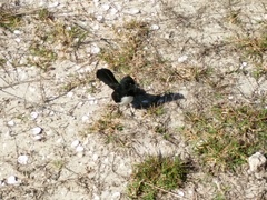 Rhipidura leucophrys leucophrys