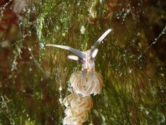 Facelina rubrovittata