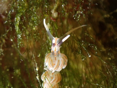 Facelina rubrovittata