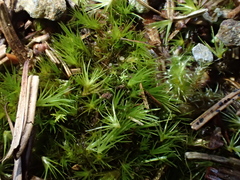 Campylopus subulatus